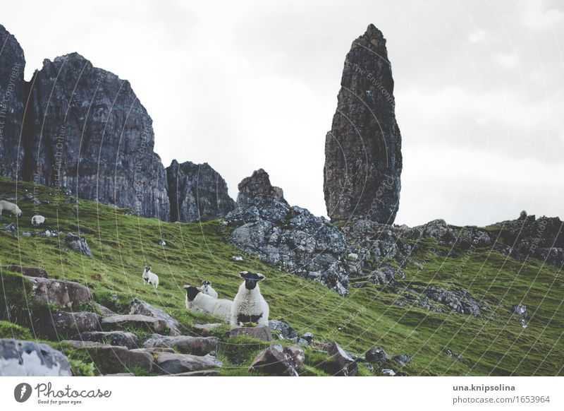 Felsnadel auf der Isle of Skye Felsen Schaf Schottland Hebriden Old Man of Storr Schafherde Landschaft grün Tourismus Sehenswürdigkeit Ausflug Wandern