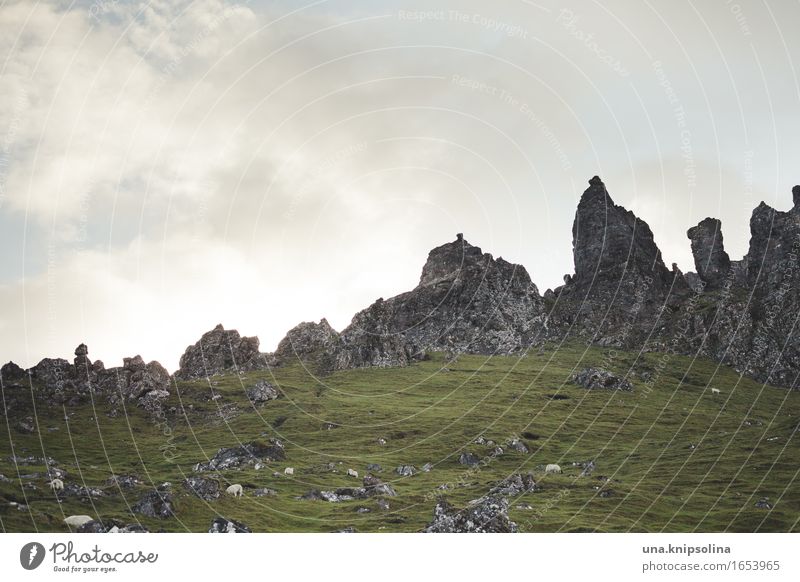 Schottische Hügel Old Man of Storr Schottland Isle of Skye Großbritannien wandern Klettern Schafe Landschaft Felsen reisen Reisefotografie