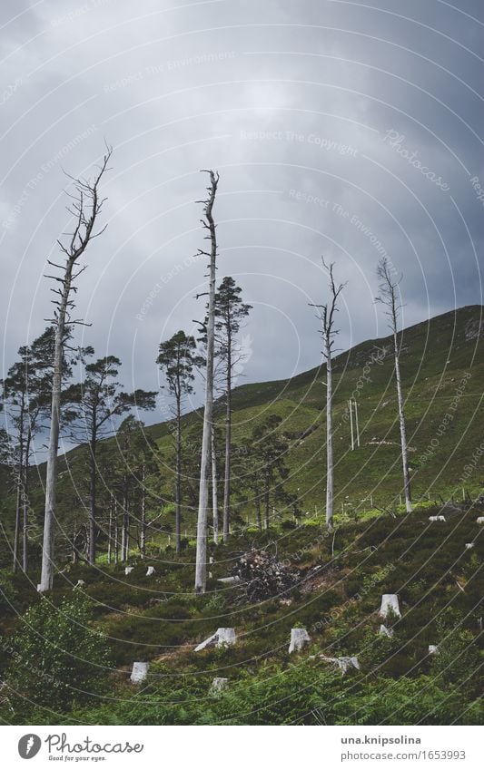 Baumhang Umwelt Natur Landschaft Wolken schlechtes Wetter Wald Schottland dunkel Einsamkeit rau karg trist Farbfoto Gedeckte Farben Außenaufnahme Menschenleer