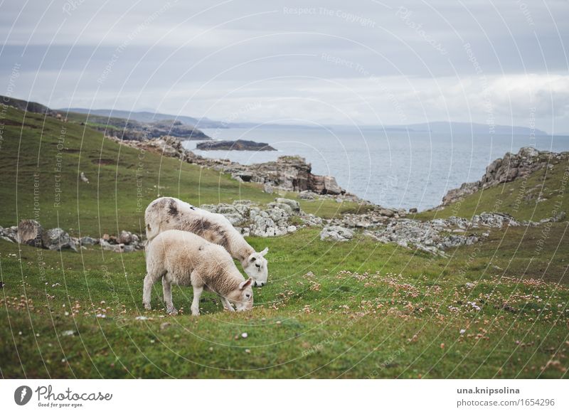 Schafe an der Küste von Schottland Lamm Natur Landschaft Meer rasenmähen Rasen Großbritannien