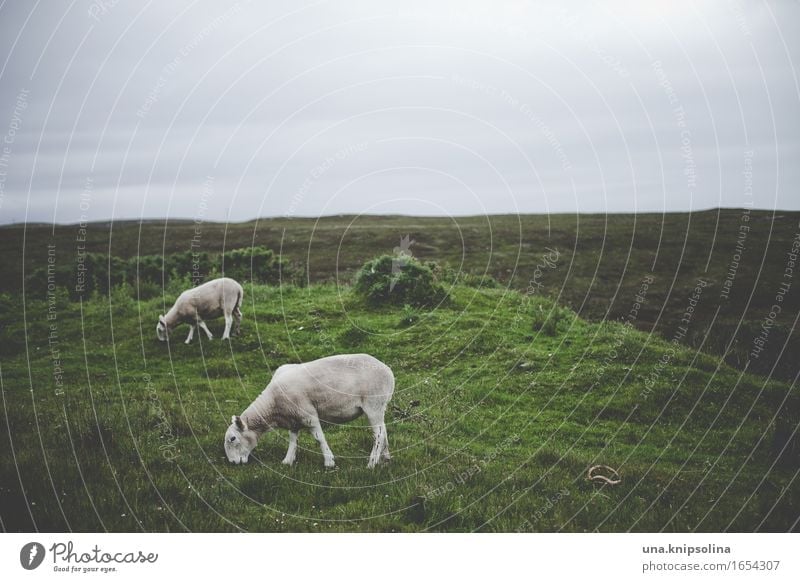 schafe irgendwo in schottland Natur Landschaft Wolken schlechtes Wetter Wiese Feld Schottland Tier Nutztier Schaf 2 Fressen Farbfoto Gedeckte Farben
