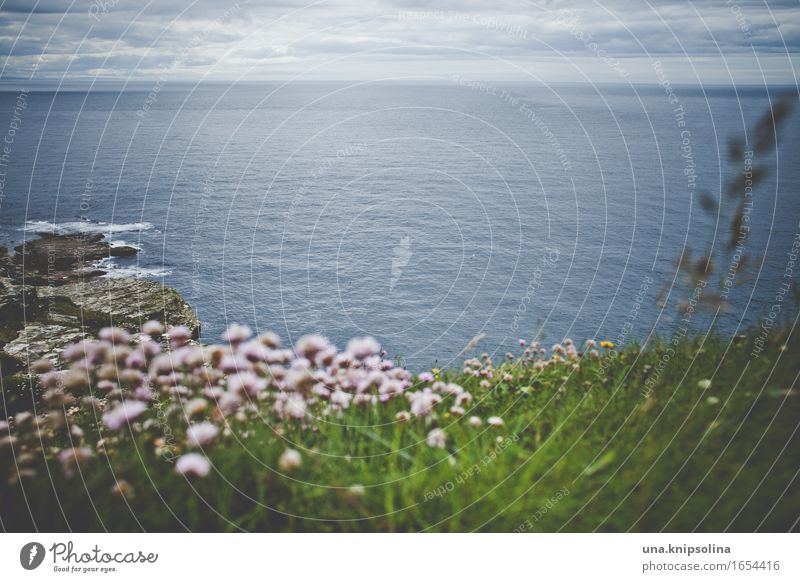 Meer sehen Küste Klippe Schottland Ozean Atlantik Blümchen Gras grün Ferne