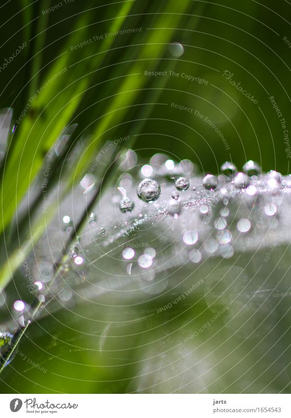 perlen Pflanze Wassertropfen Schönes Wetter Gras Wiese Flüssigkeit frisch nass natürlich rund Natur Spinnennetz Farbfoto mehrfarbig Außenaufnahme Nahaufnahme