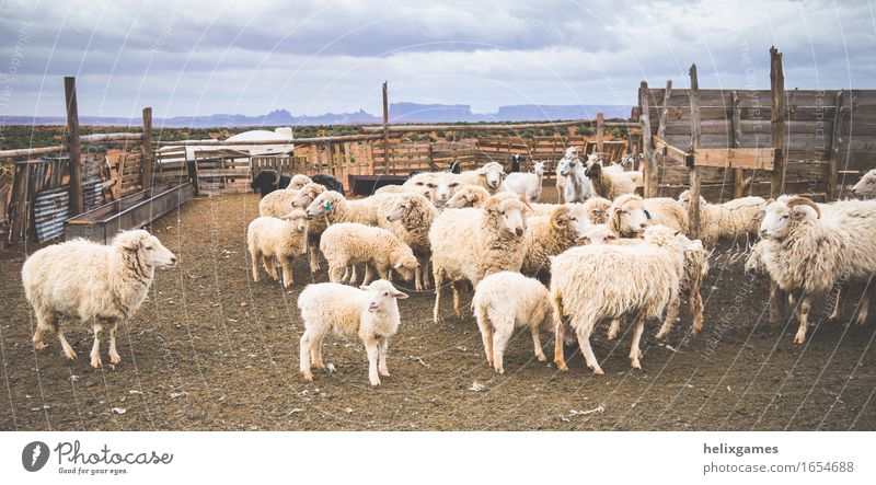 Lampen und Schafe Tier Wüste Nutztier Lamm Tiergruppe Herde stehen schön Utah wüst Bauernhof Ackerbau Monument Valley Ranch Viehzucht ländlich Farbfoto