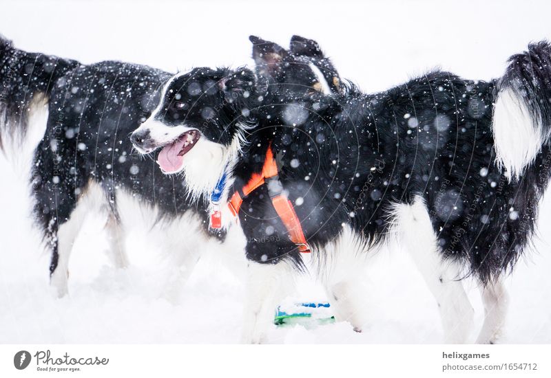 Border Collies spielen im Schnee Freude Freizeit & Hobby Winter Winterurlaub Unwetter Sturm Schneefall Tier Haustier Hund 2 Spielen stehen kuschlig nass
