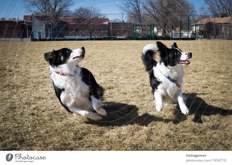 Border Collies spielen holen Tier Haustier Hund 2 Tierpaar rennen Blick Spielen Fröhlichkeit Zusammensein Vorfreude Begeisterung achtsam Wachsamkeit