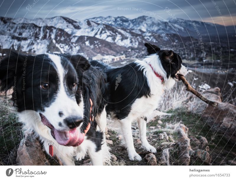 Zeit zum Spielen Natur Landschaft Berge u. Gebirge Gipfel Schneebedeckte Gipfel Tier Haustier Hund Border Collie 2 sportlich Freude Fröhlichkeit Zufriedenheit