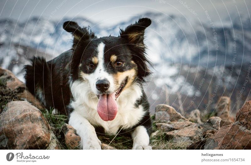 Border Collie in den Bergen Berge u. Gebirge Gipfel Schneebedeckte Gipfel Tier Haustier Hund Tiergesicht 1 Spielen wandern Fröhlichkeit Abenteuer Energie