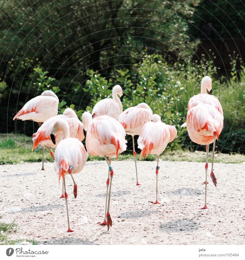 break away Farbfoto Außenaufnahme Menschenleer Tag Zentralperspektive Tierporträt Pflanze Sträucher Vogel Flügel Zoo Tiergruppe schön rosa Flamingo Hinterteil