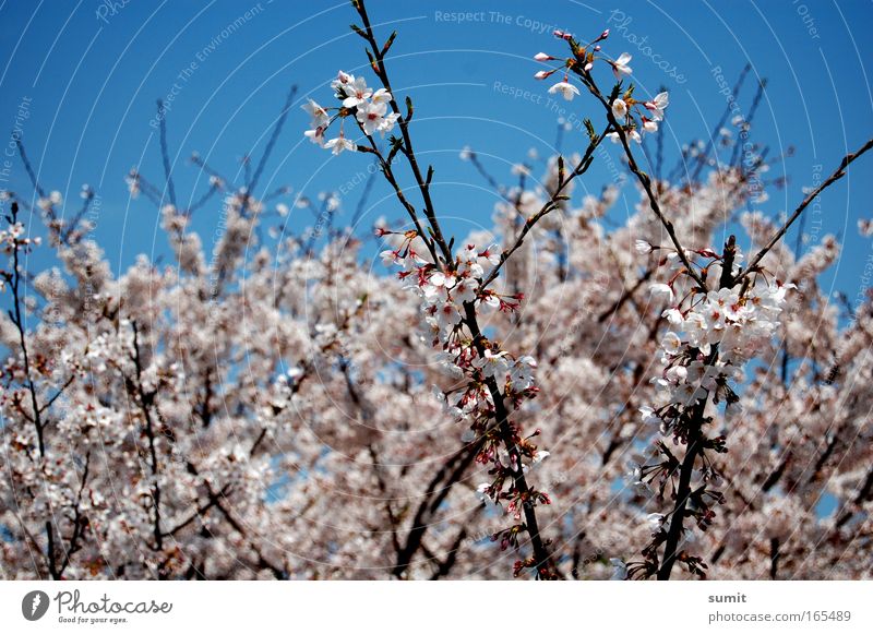 Zerbrechlich Farbfoto Außenaufnahme Menschenleer Tag Sonnenlicht Profil Umwelt Natur Himmel Frühling Schönes Wetter Pflanze Baum Blüte Kirschblüten Park