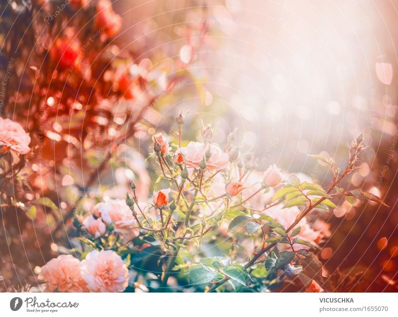 Rosen im Garten oder Park Lifestyle Design Sommer Natur Pflanze Sonnenaufgang Sonnenuntergang Sonnenlicht Herbst Schönes Wetter Sträucher Blatt Blüte Blühend