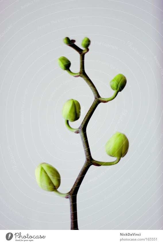 Baum des Wachstums Farbfoto Innenaufnahme Nahaufnahme Detailaufnahme Hintergrund neutral Umwelt Natur Pflanze Tier Frühling Orchidee Blüte Grünpflanze exotisch