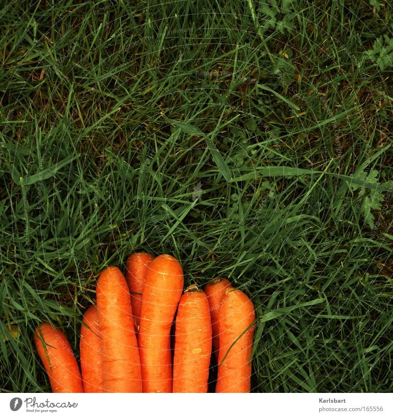 möhrchendising. Lebensmittel Möhre Ernährung Bioprodukte schön Gesundheit Gartenarbeit Umwelt Gras Wiese natürlich Diät orange Farbfoto mehrfarbig Außenaufnahme