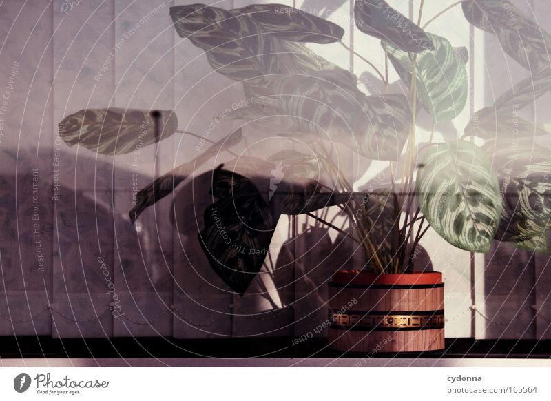 DDR-Design Farbfoto Nahaufnahme Detailaufnahme Menschenleer Textfreiraum links Textfreiraum oben Tag Sonnenlicht Zentralperspektive Pflanze Grünpflanze