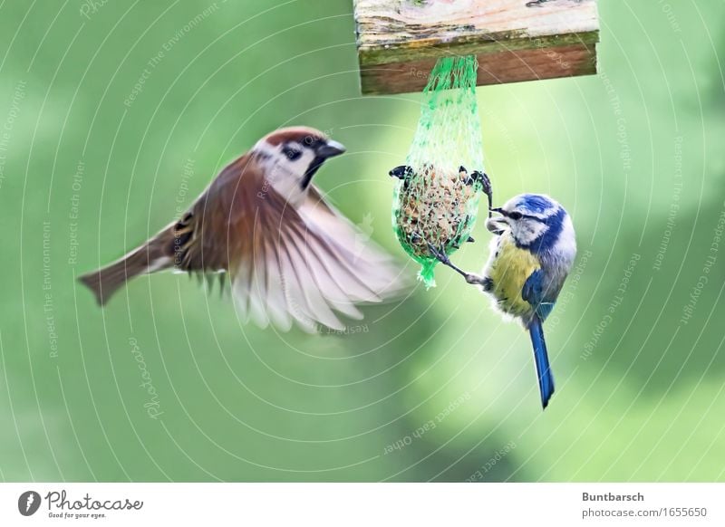 durch 2 geteilt Tier Wildtier Vogel Flügel Sperlingsvögel Spatz Feldsperling Feder fliegen Fressen füttern hängen authentisch Zusammensein natürlich blau braun