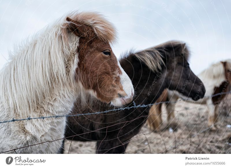 Islandpferde schön Leben Ferien & Urlaub & Reisen Umwelt Natur Landschaft Tier Urelemente Erde Wetter Schönes Wetter Wiese Nutztier Pferd Tiergesicht 3