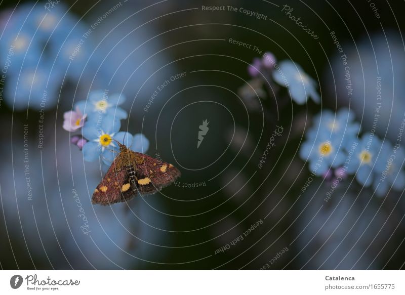 Tataktiver Nachtfalter sitzt auf einer Vergissmeinnicht Blüte Natur Sommer Pflanze Blume Vergißmeinnicht Garten Tier Wildtier Schmetterling Motte Insekt 1