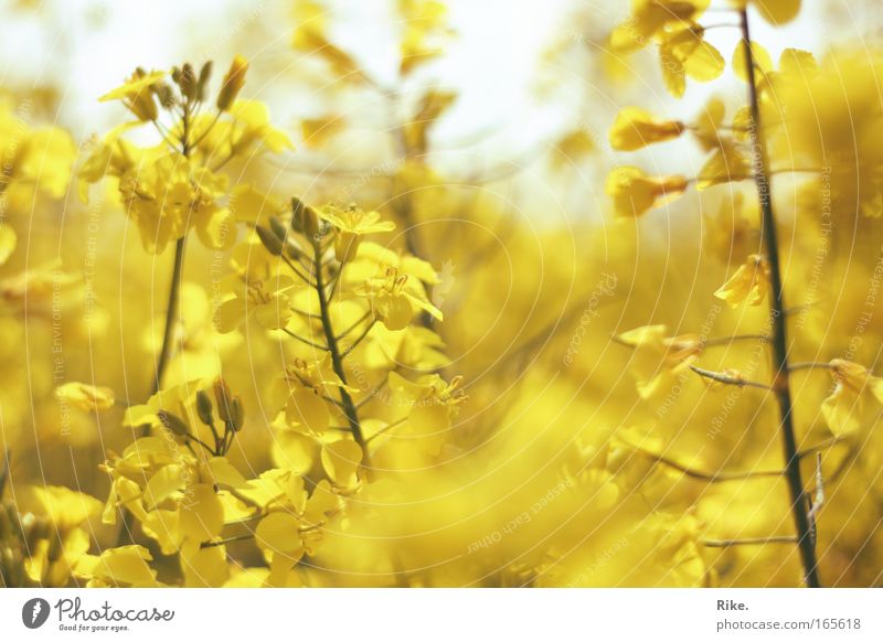 Versunken in Gelb. Farbfoto Außenaufnahme Tag Umwelt Natur Pflanze Sonne Frühling Sommer Schönes Wetter Blüte Nutzpflanze Raps Wiese Feld Blühend Duft leuchten