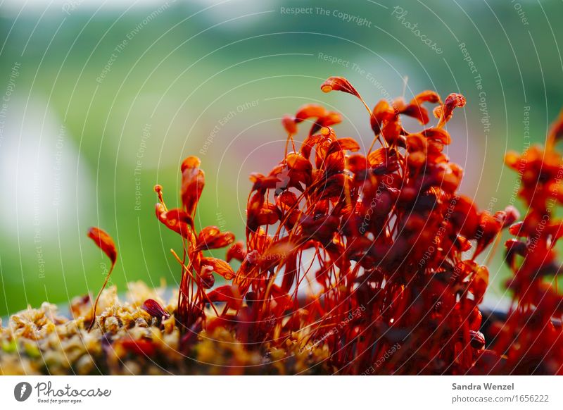 Rotes Moos Umwelt Natur Pflanze nah rostbraun Rost luftqualität Farbfoto Außenaufnahme Froschperspektive