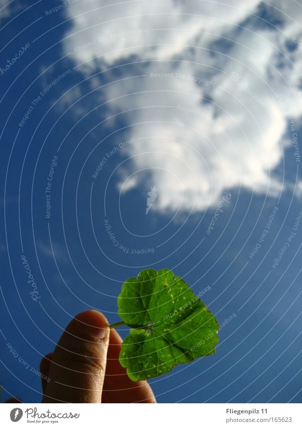Himmelsblatt Hand Finger Umwelt Natur Luft Wolken Sonnenlicht Schönes Wetter Pflanze Grünpflanze berühren einfach hell oben rund blau grün Farbe Blatt Blattgrün