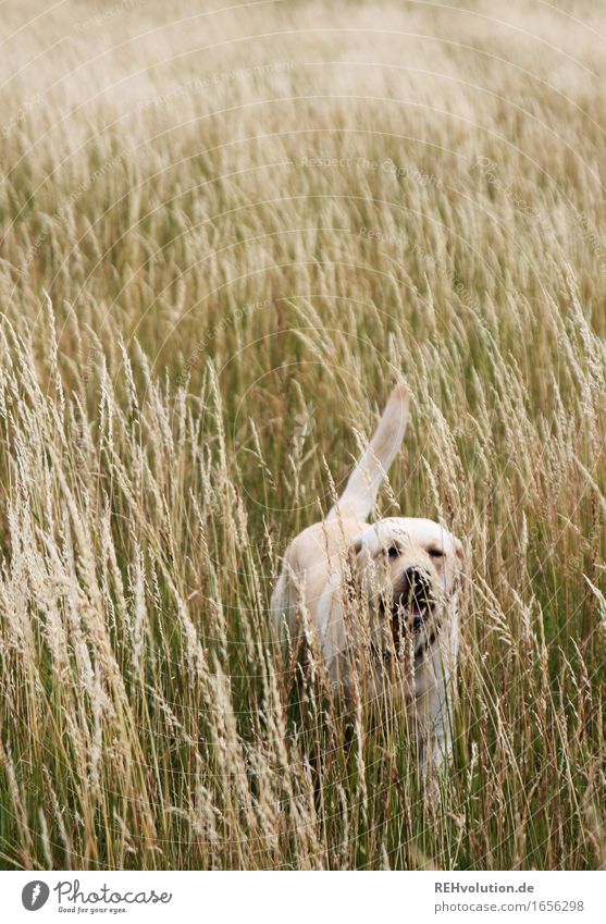 unterwegs Umwelt Natur Landschaft Gras Wiese Feld Tier Haustier Hund Bewegung laufen blond frei natürlich Farbfoto Gedeckte Farben Außenaufnahme Tag