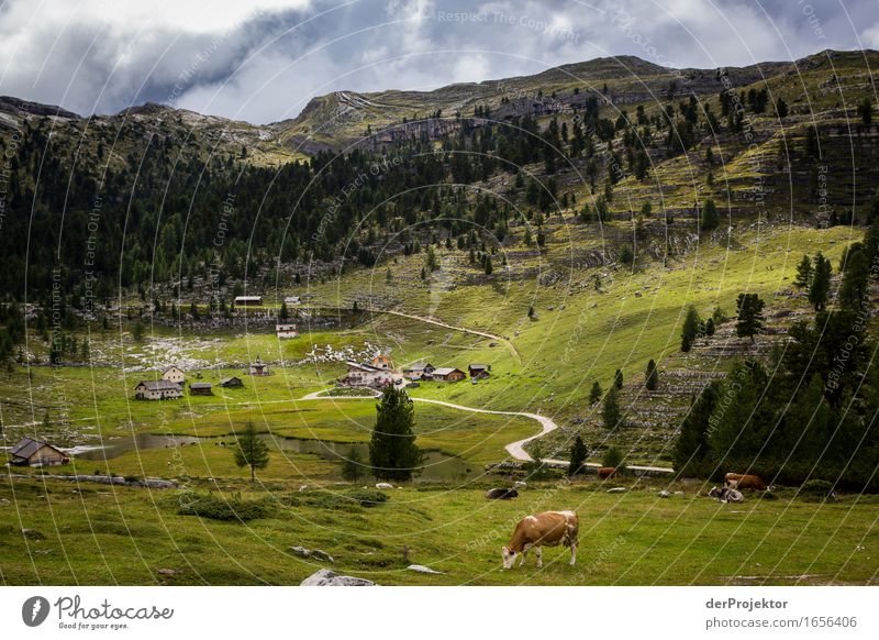 Kuh grast in den Dolomiten Ferien & Urlaub & Reisen Tourismus Ausflug Abenteuer Ferne Freiheit Berge u. Gebirge wandern Umwelt Natur Landschaft Tier Felsen