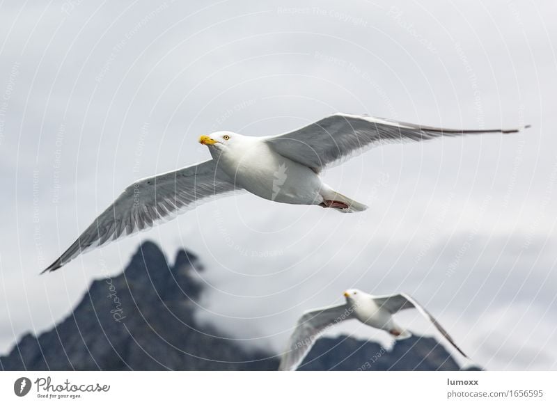seagulls Nebel Tier Vogel Möwe 2 gelb grau weiß Lebensfreude Kraft fliegen Freiheit Lofoten Skandinavien Farbfoto Außenaufnahme