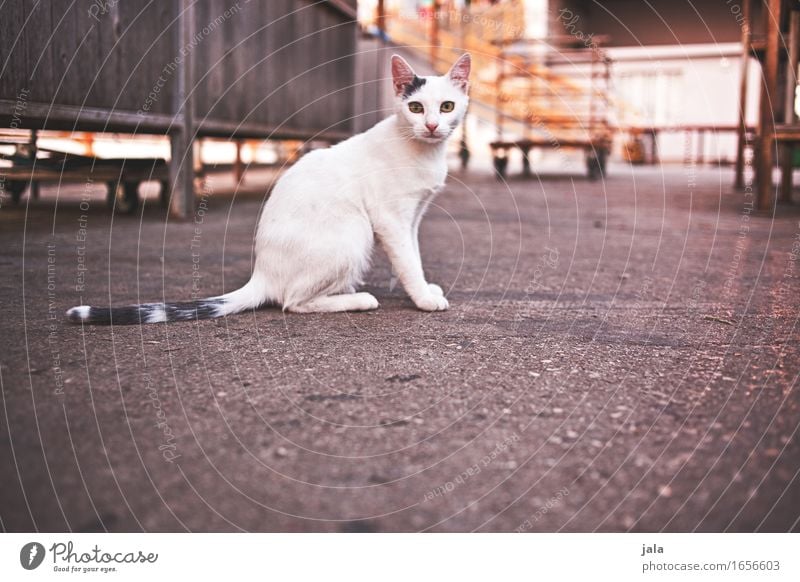citycat Tier Haustier Katze 1 Blick sitzen ästhetisch Neugier Farbfoto Außenaufnahme Menschenleer Textfreiraum unten Dämmerung Licht Schatten Tierporträt