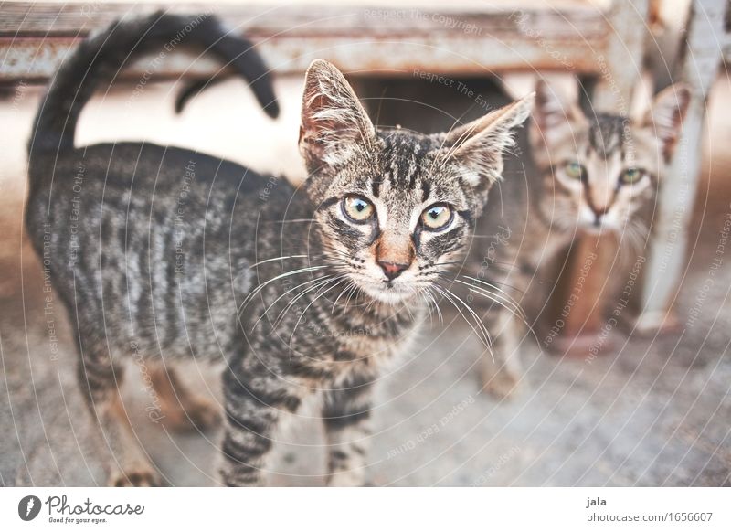 mauz & friend Tier Haustier Katze 2 schön Neugier niedlich Interesse Farbfoto Außenaufnahme Menschenleer Tag Tierporträt