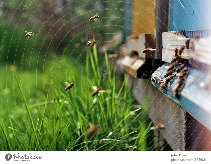 Treffpunkt Bienenstock Honig Frühling Sommer Schönes Wetter Pflanze Halm Wiese Bienenwaben Schwarm Holz Arbeit & Erwerbstätigkeit klug blau grün Summen fliegen