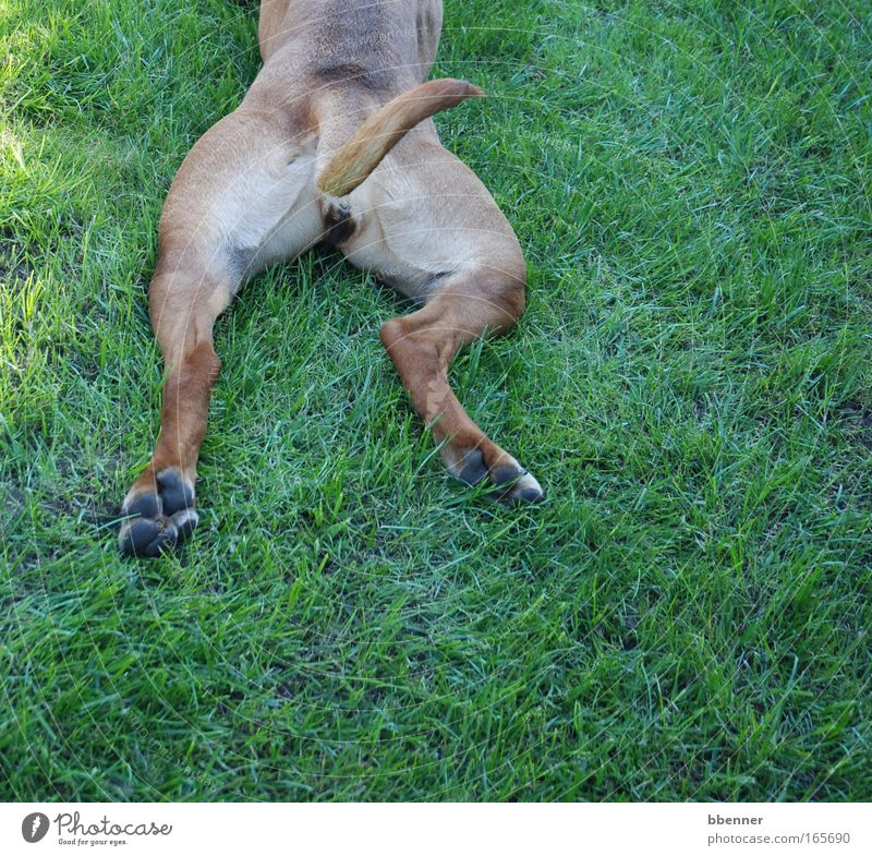 Fauler Hund Farbfoto Außenaufnahme Sonnenlicht Freude Zufriedenheit Erholung ruhig Meditation Natur Sommer Garten Park Wiese Tier Haustier Fell Pfote 1 liegen