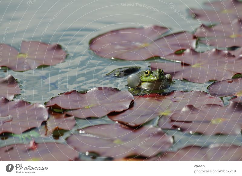 Froschglück Natur Wasser Sommer Park Teich Brunft beobachten frech frei Fröhlichkeit nah nass gold grün Gelassenheit Idylle Zufriedenheit Quaken Seerosenblatt