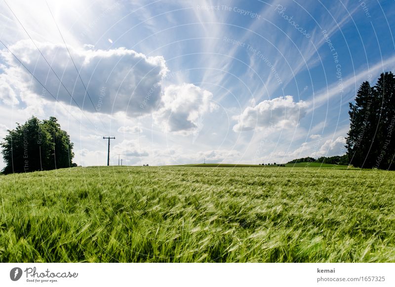 AST9 | Das Feld am Wegesrand Umwelt Natur Landschaft Pflanze Himmel Wolken Sonnenlicht Sommer Schönes Wetter Wärme Nutzpflanze Gerstenfeld Kornfeld Weizenfeld