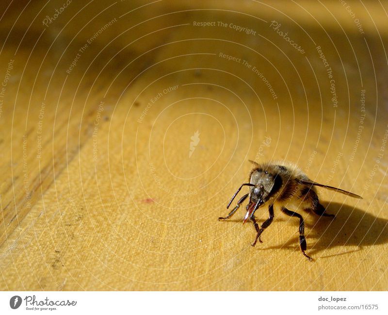 die_kleine_maja_2 Insekt Holz Maja Imker Biene. Ruessel Flügel Detailaufnahme Schatten Natur pelzig Perspektive hell diesmal noch am Leben