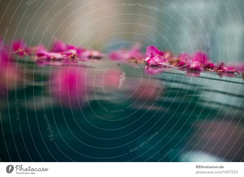 AST 9 | Blütenzauber Umwelt Natur Pflanze Blühend liegen nass schön blau rosa Erholung Stimmung Farbfoto Außenaufnahme Tag Reflexion & Spiegelung Unschärfe
