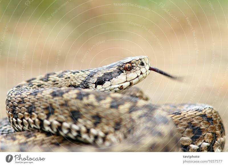 gefährliche europäische Schlange schön Natur Tier Wiese wild braun Angst Lebewesen Europäer Reptil Rakkosiensis giftig Gift geschützt Raubtier Ottern Tierwelt