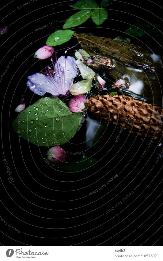 Schwebend Umwelt Natur Pflanze Wasser Wassertropfen Frühling Blatt Blüte Wildpflanze exotisch Zapfen Schwimmen & Baden dunkel Zusammensein nass Stimmung