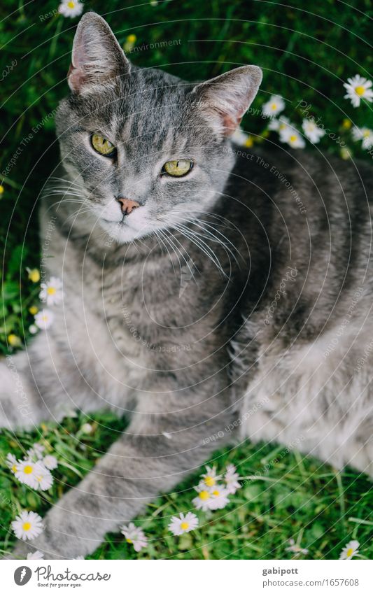 flauschig | Mr. Oberflausch Natur Frühling Sommer Blume Gänseblümchen Wiese Tier Haustier Katze 1 liegen kuschlig natürlich weich grau grün Glück Zufriedenheit