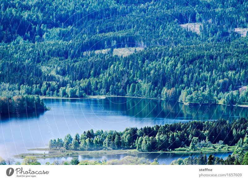 Oslo Natur Landschaft Frühling Sommer Schönes Wetter Wald Berge u. Gebirge Seeufer Idylle Norwegen holmenkollen Farbfoto Außenaufnahme
