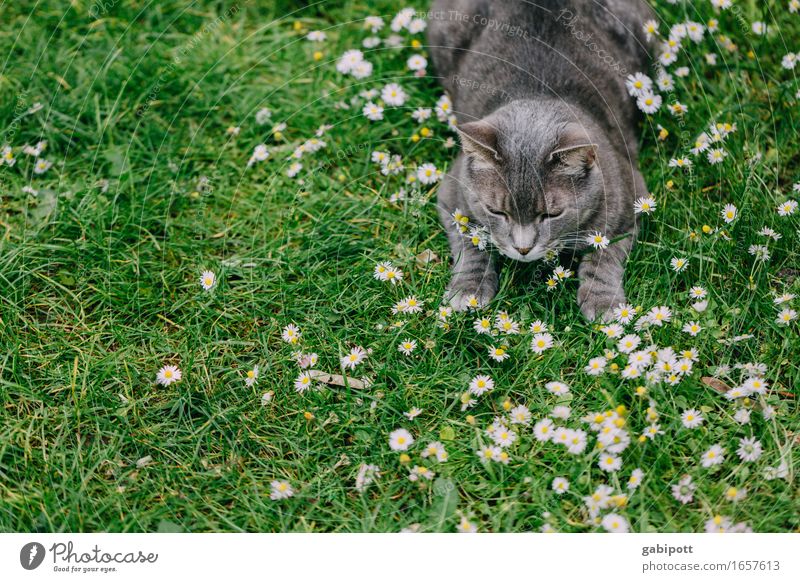 Kater im Glück Natur Frühling Sommer Schönes Wetter Pflanze Blume Gänseblümchen Wiese Tier Haustier Katze 1 atmen Blühend Erholung liegen Fröhlichkeit natürlich