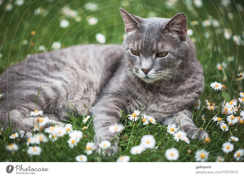Ferien mit Kater Natur Schönes Wetter Pflanze Blüte Gänseblümchen Wiese Graswiese Tier Katze Duft Erholung liegen frisch kuschlig grün Glück Lebensfreude