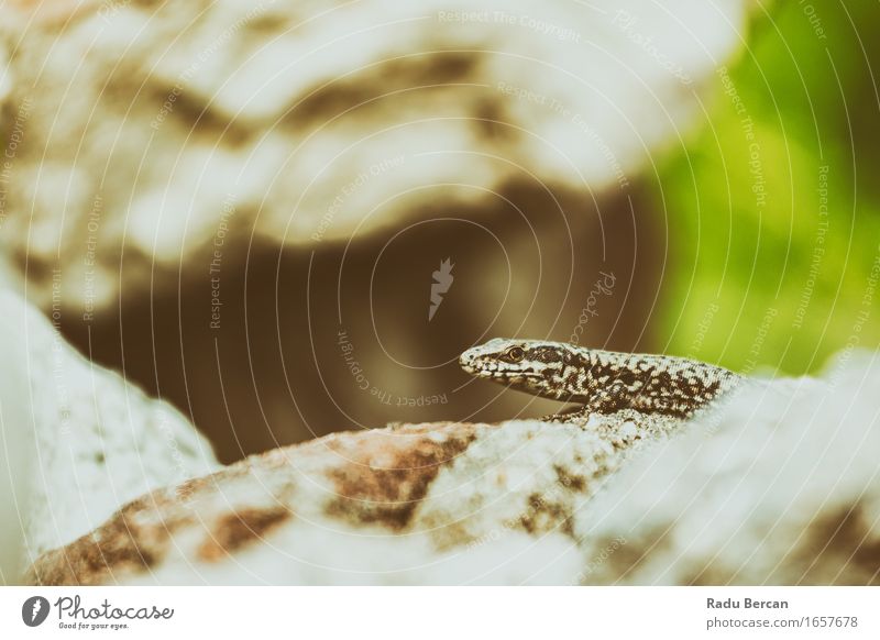 Kleine Steineidechse Natur Tier Wildtier Tiergesicht 1 entdecken klein nah braun grau grün Reptil Echte Eidechsen Gecko wild Wildnis Farbfoto Gedeckte Farben