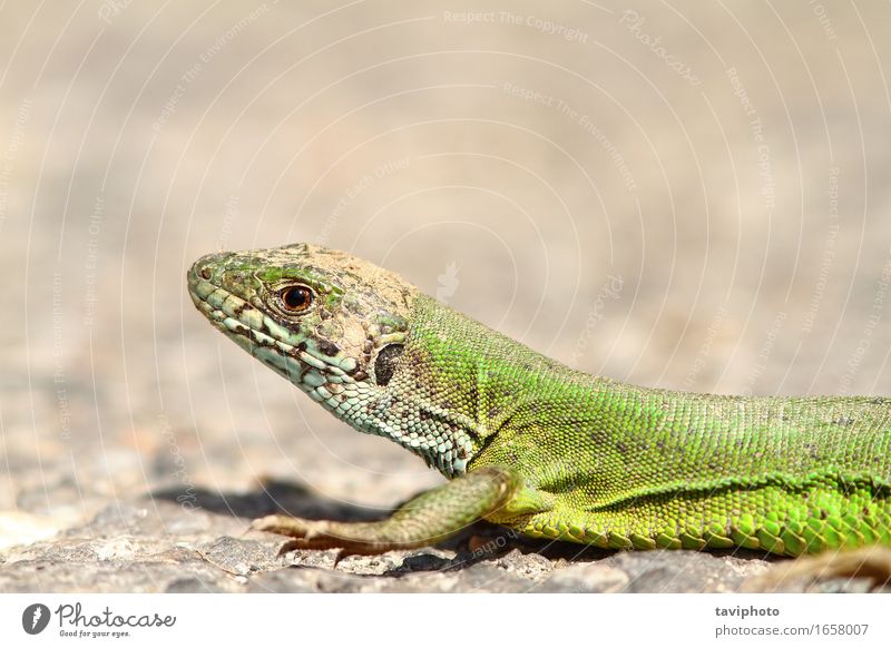 die grüne Eidechse schön Gesicht Sonnenbad Natur Tier Gras wild gelb Farbe Lizard Reptil Tierwelt lacerta Viridis Europäer Lebewesen Beautyfotografie Skala