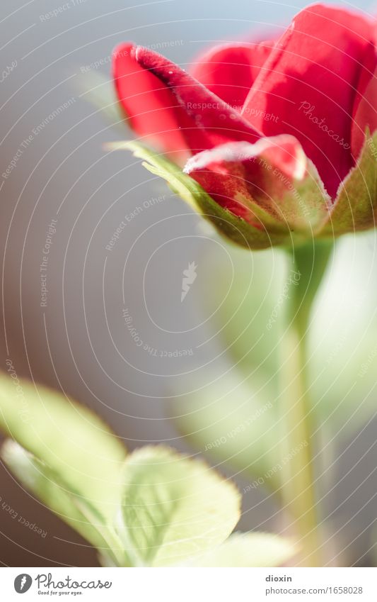 AST 9 | Dachterrassen-Röschen Pflanze Blume Blatt Blüte Topfpflanze Rose Blühend schön klein rot Natur Farbfoto Außenaufnahme Menschenleer Textfreiraum links