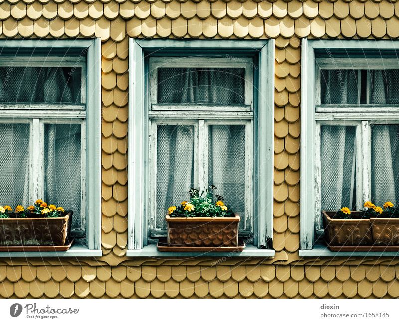 AST 9 | ] [] [ Blume Dorf Kleinstadt Haus Fassade Fenster Dachziegel Blumenkasten schön Ordnung Bieder Farbfoto Außenaufnahme Menschenleer Tag