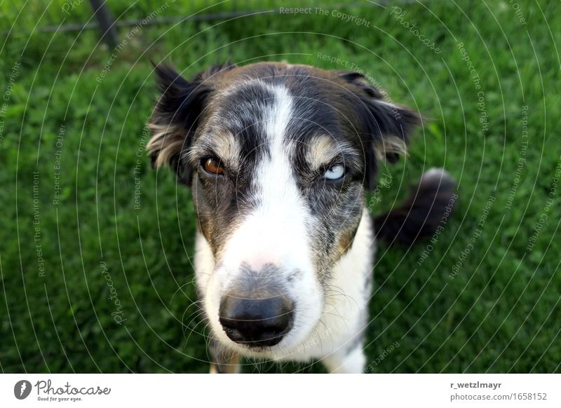 Hund: Australian Shepherd Tier Haustier Tiergesicht 1 sitzen Aggression braun grün schwarz weiß Angst Farbfoto Außenaufnahme Nahaufnahme Menschenleer Tag
