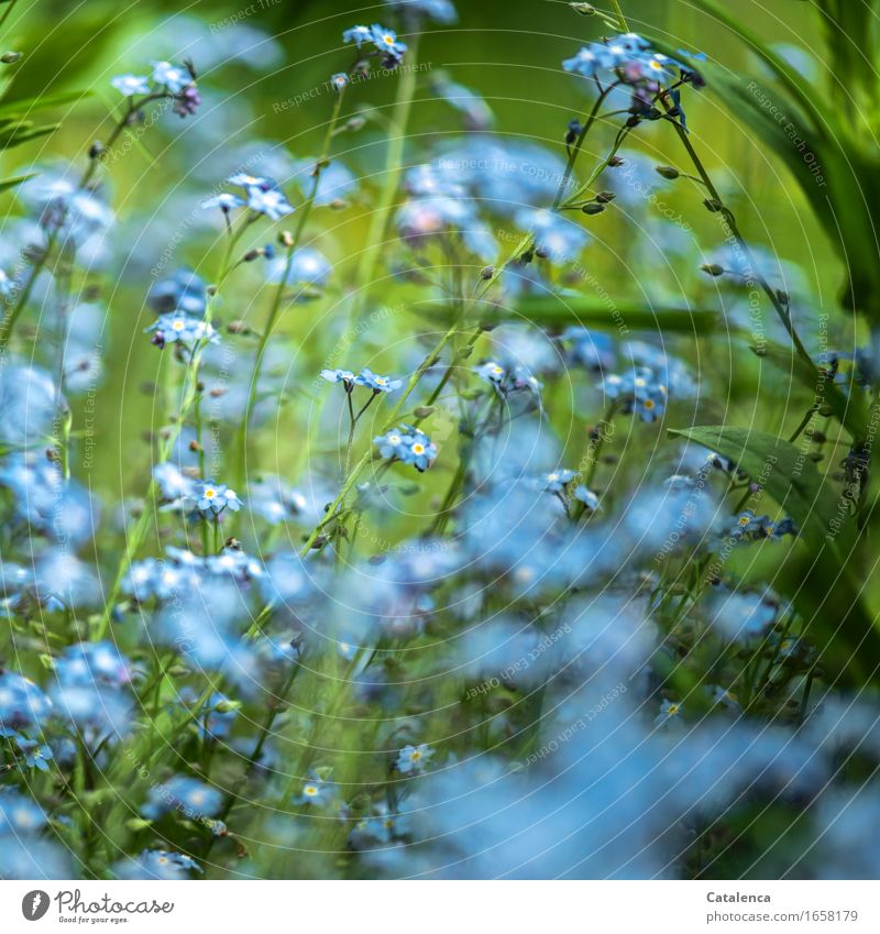 Blaues Wunder, blühender Vergissmeinnicht Natur Pflanze Blume Blatt Blüte Vergißmeinnicht Garten Blühend verblüht Wachstum ästhetisch Duft schön blau grün