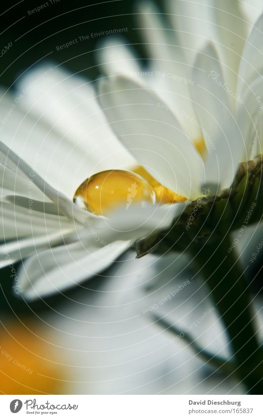 Silberträne in Gold Farbfoto Textfreiraum unten Kontrast Starke Tiefenschärfe Natur Pflanze Wasser Wassertropfen Blume Blüte ästhetisch Duft gelb gold grün weiß
