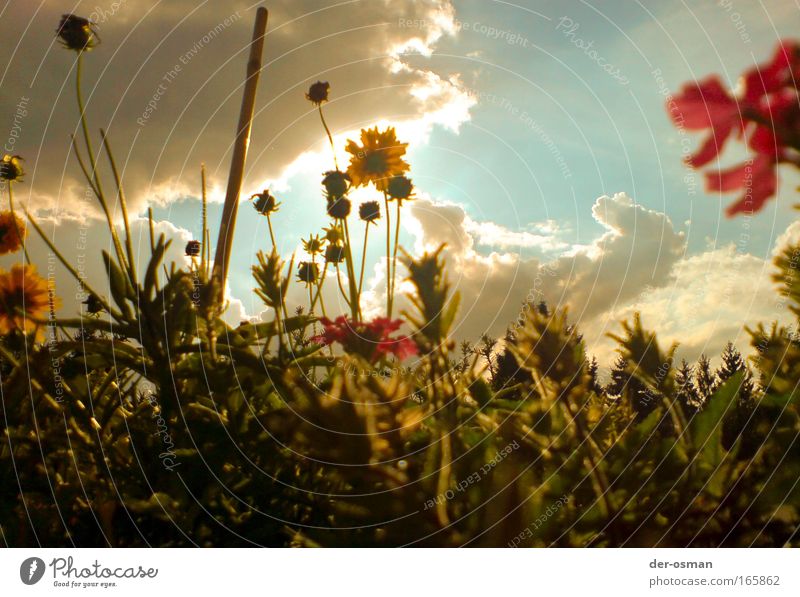 Blume Farbfoto Außenaufnahme Makroaufnahme Textfreiraum oben Morgendämmerung Licht Kontrast Lichterscheinung Sonnenlicht Froschperspektive Pflanze Blüte