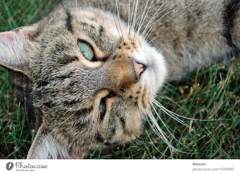 Katze Tier Haustier 1 Erholung schlafen Farbfoto mehrfarbig Außenaufnahme Menschenleer